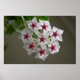 Pôster Hoya lanceolata ssp. bella