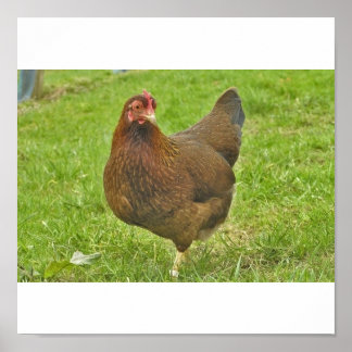Pôster Huhn