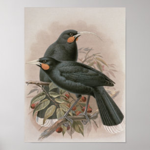 Pôster Huia