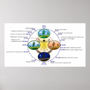 Pôster Human Circadian Rhythm Biological Sleep Clock