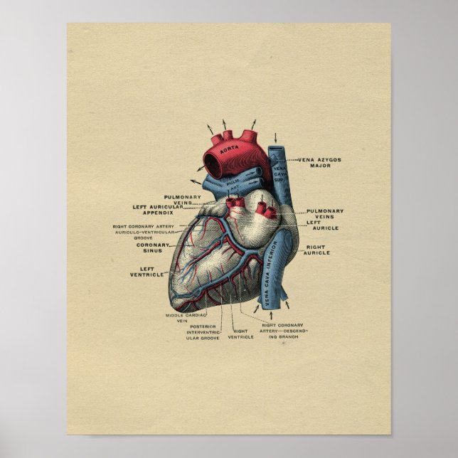 Poster Human Heart Anatomy 1902 Vintage Print (Frente)