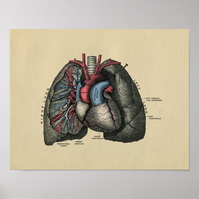 Pôster Human Heart and Lungs 1902 Vintage Print (Frente)