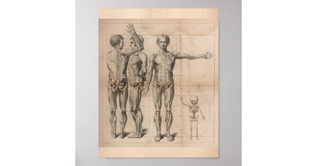 Poster Human Muscle Skeleton Vintage Anatomy Print 1827 | Zazzle Brasil