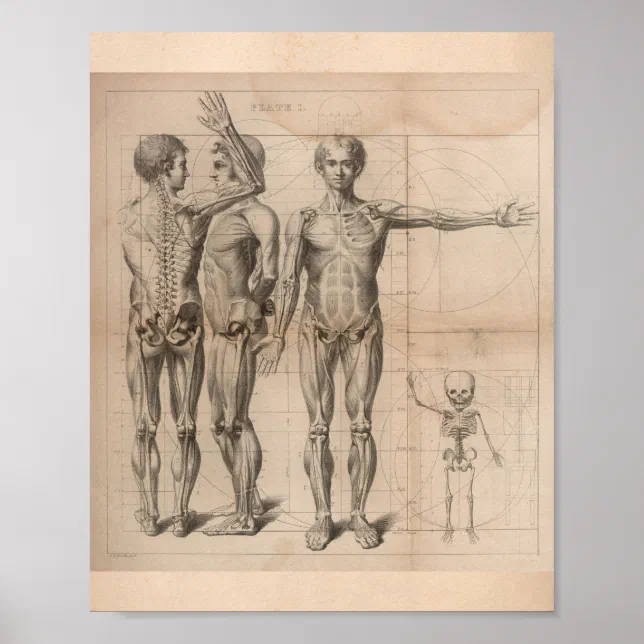 Poster Human Muscle Skeleton Vintage Anatomy Print 1827 | Zazzle Brasil