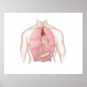 Poster Human Respiratory And Digestive System