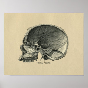 Poster Human Skull Anatomy 1902 Vintage Print