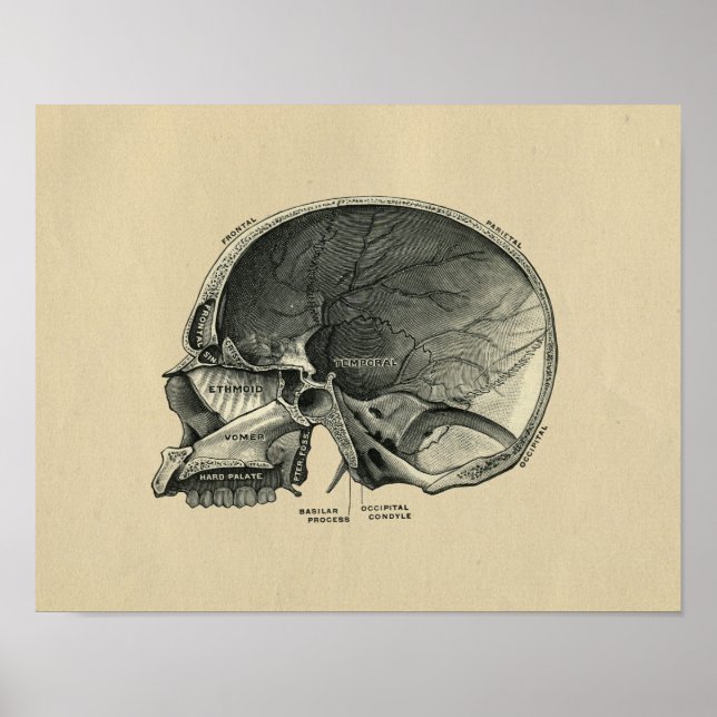 Poster Human Skull Anatomy 1902 Vintage Print (Frente)