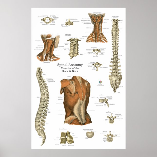 Poster Human Spinal Muscle Anatomy Chart (Frente)