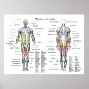 Poster humano espanhol da anatomia do músculo
