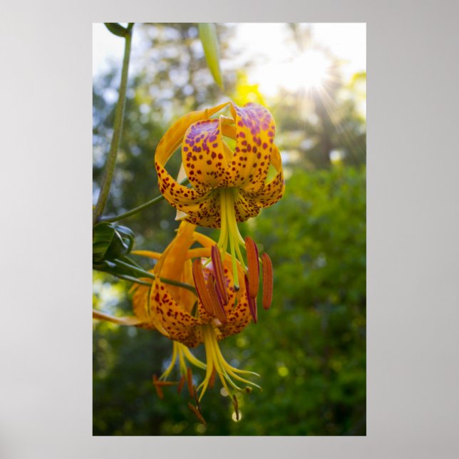 Pôster Humboldt Lily (Frente)