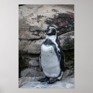 Poster Humboldt Penguin