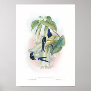 Poster Hummingbird