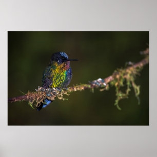 Pôster Hummingbird