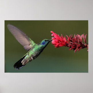 Poster Hummingbird