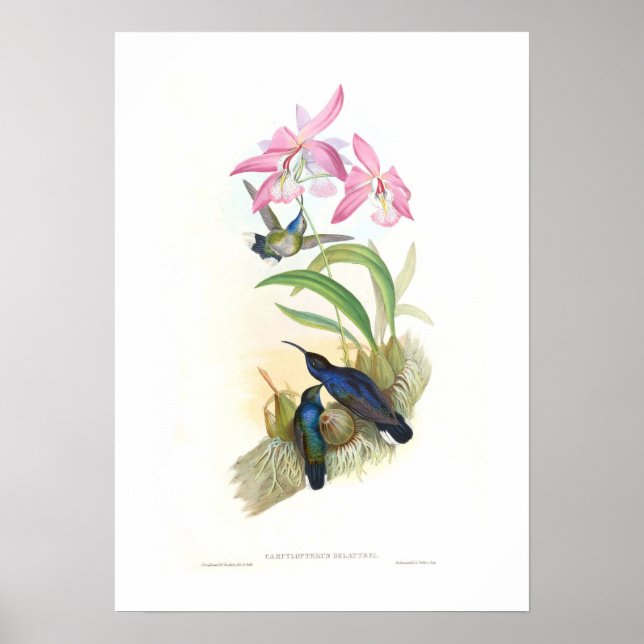 Pôster Hummingbird (Frente)