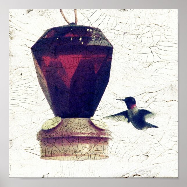 Pôster Hummingbird (Frente)