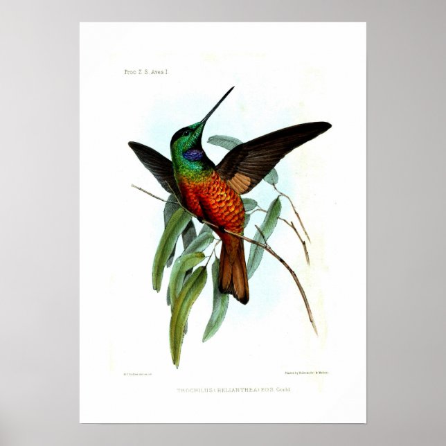 Poster Hummingbird (Frente)