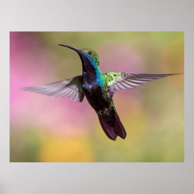 Poster Hummingbird (Frente)