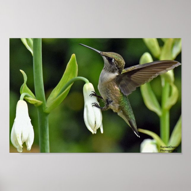 Poster Hummingbird (Frente)