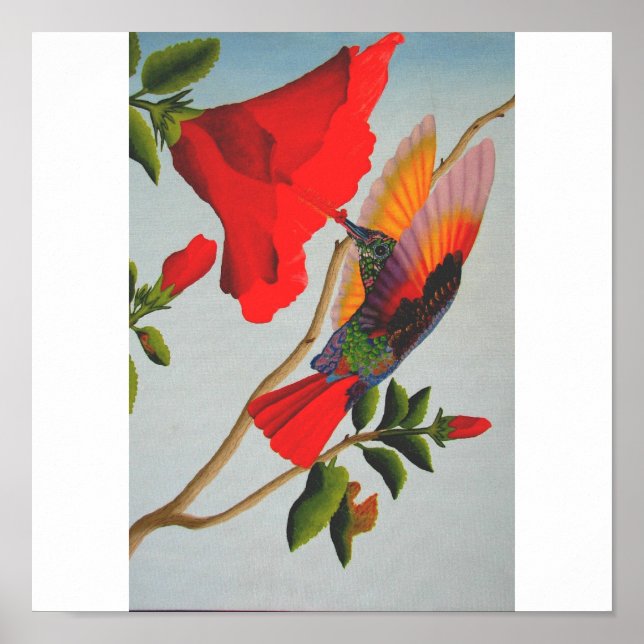 Poster Hummingbird (Frente)
