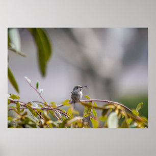 Poster Hummingbird 3346