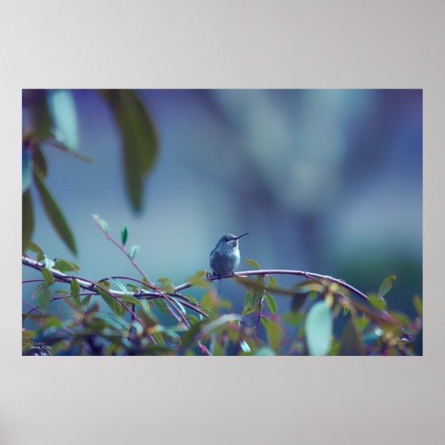 Poster Hummingbird 5738 (Frente)