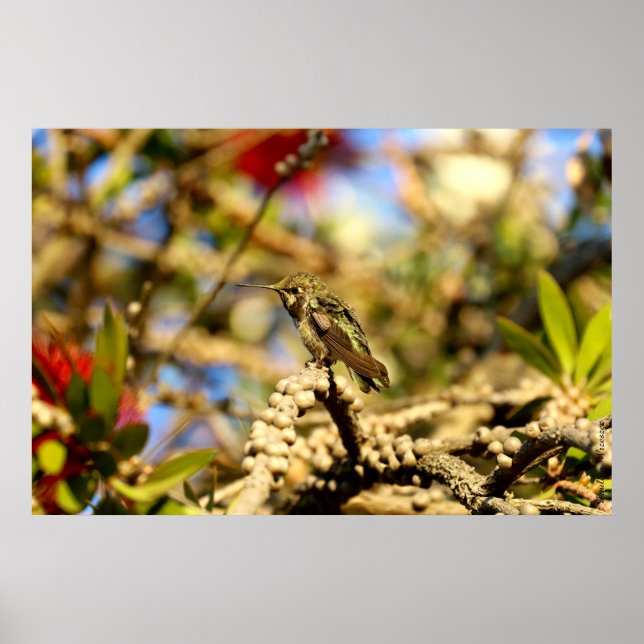 Pôster Hummingbird, Califórnia, 36x24 Foto de Anna femini (Frente)