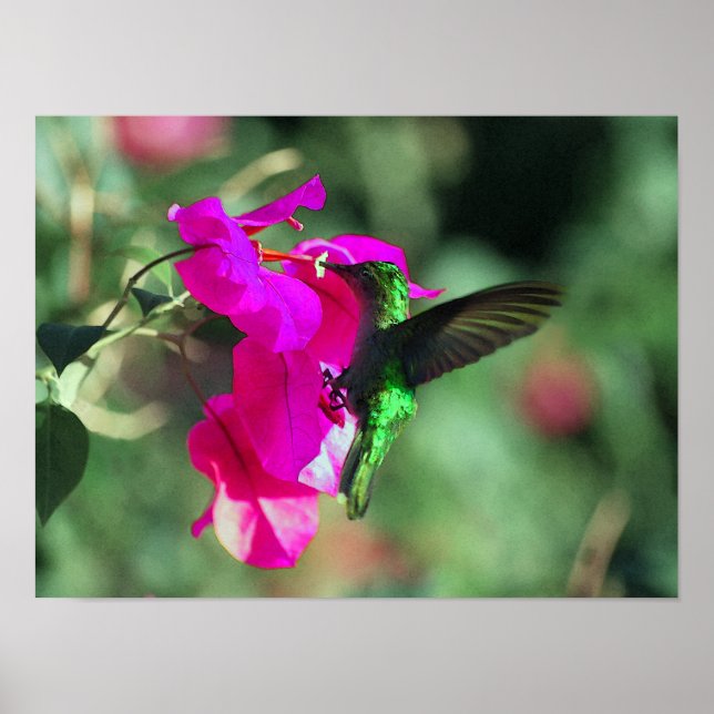 Poster Hummingbird Caribe Trocado Verde em Bougainvillea (Frente)