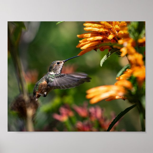 Poster Hummingbird com Flores - Foto da Vida Selvagem (Frente)