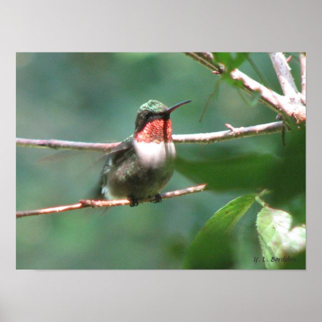 Poster Hummingbird com garganta seca após Chase (Frente)
