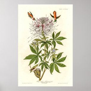 Poster Hummingbird de pescoço ralado