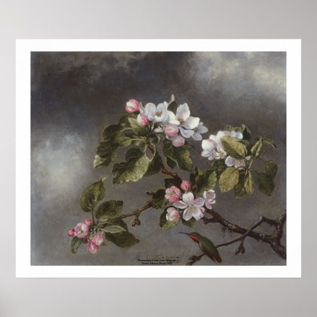 Pôster Hummingbird e Apple Blossoms Martin J. Heade (Frente)