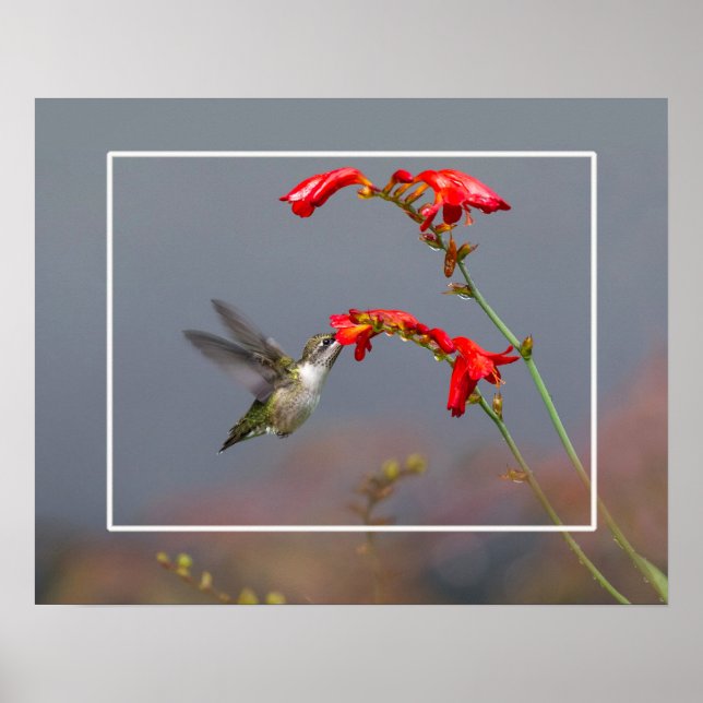 Poster Hummingbird E Crocosmia (Frente)