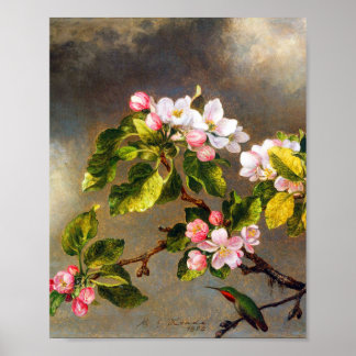 Poster Hummingbird e flor por Martin Johnson Heade