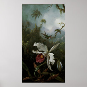Pôster Hummingbird e Orquídea Branca por Martin J. Heade