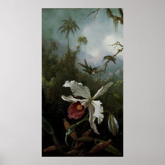 Pôster Hummingbird e Orquídea Branca por Martin J. Heade (Frente)