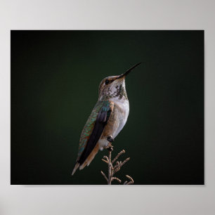 Poster Hummingbird Emitido em Ramificação - Fotografia de