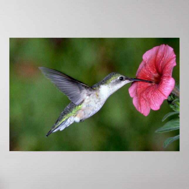 Pôster Hummingbird (fêmea) com tromba rubi com petúnia (Frente)