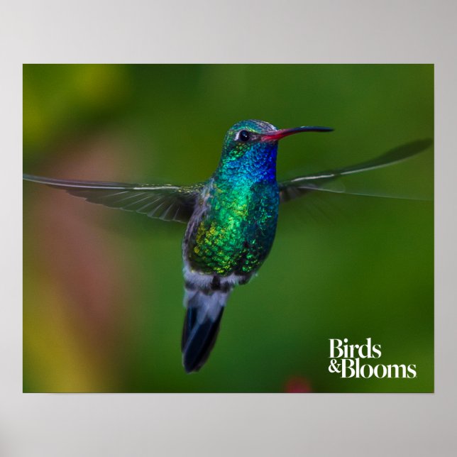 Poster Hummingbird flutuante (Frente)