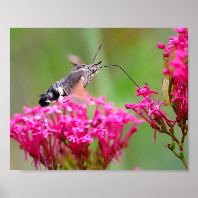 Poster Hummingbird Hawk-moth butterfly in flight  (Frente)