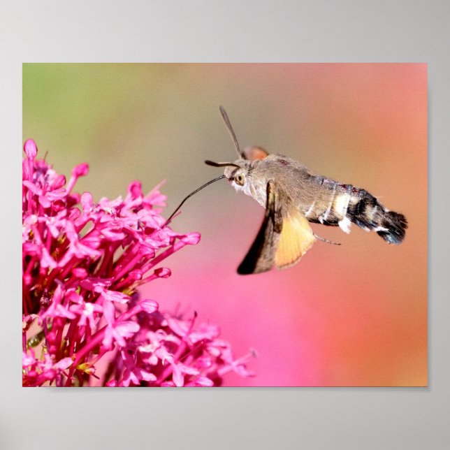 Poster Hummingbird Hawk-moth butterfly in flight Postcard (Frente)