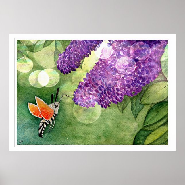 Poster Hummingbird Hawk Moth e Lilacs (Frente)