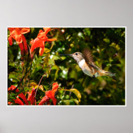 Poster Hummingbird in Flight – Garden Wildlife Photo