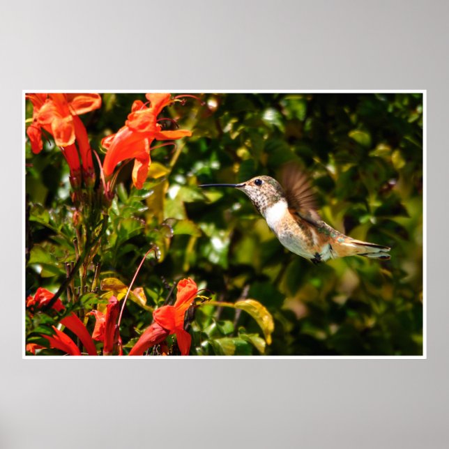 Poster Hummingbird in Flight – Garden Wildlife Photo (Frente)