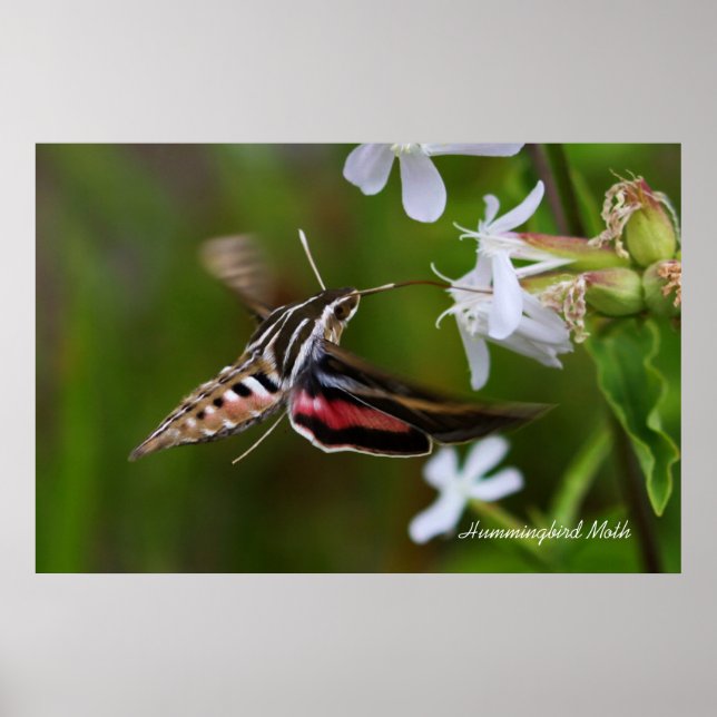 Poster Hummingbird Moth (Frente)