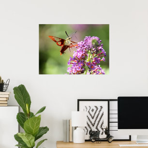 Poster Hummingbird Moth em uma Borboleta Bush