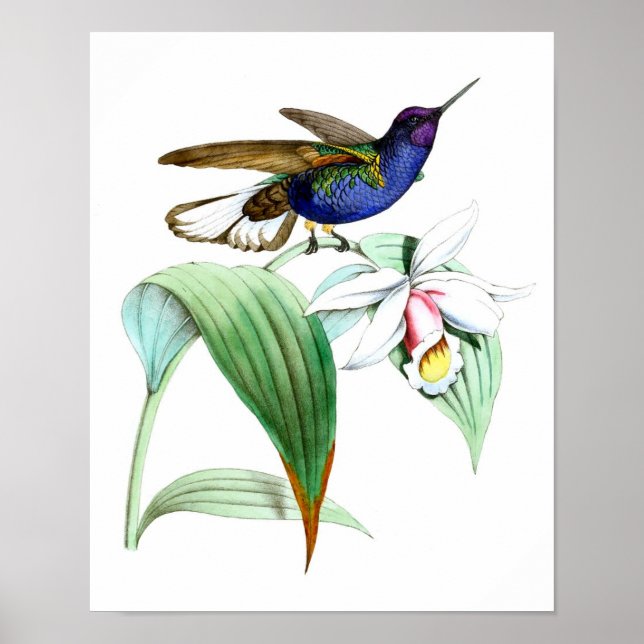 Poster Hummingbird no.1 Arte de Pássaro e Parede Botânica (Frente)