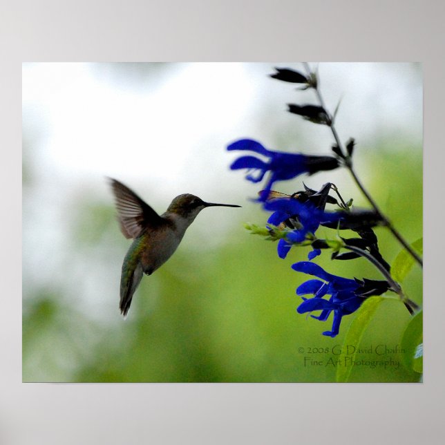 Poster Hummingbird on Blue Salvia (Frente)