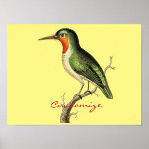 Poster Hummingbird Perked Thunder_Cove