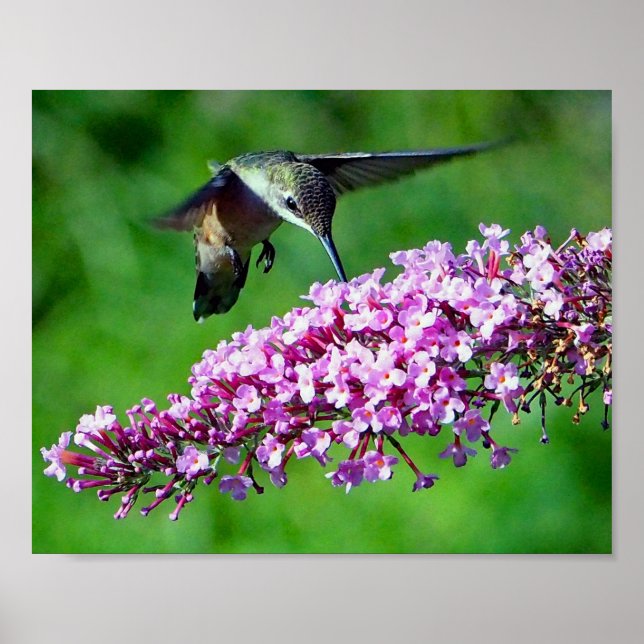 Pôster Hummingbird Pink Flowers Wildlife Photo (Frente)